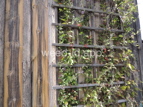 nightshade, bittersweet